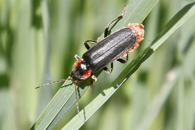 Zwartpootsoldaatje